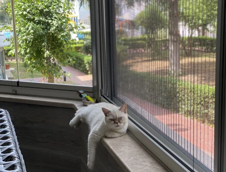 British Shorthair Mia Kızıma Eş Arıyorum - 118980483