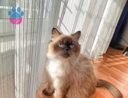 Kızımız fırfır için eş arıyoruz