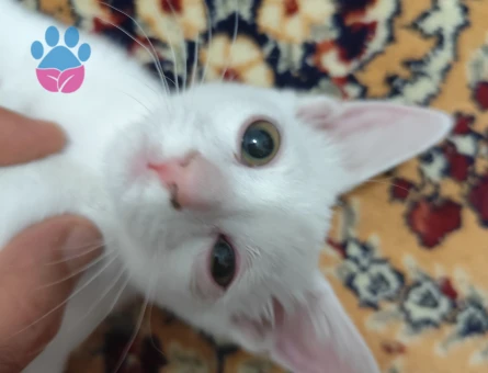 Ankara Kedisi Dişi Kızgınlıkta Eş Arıyorum