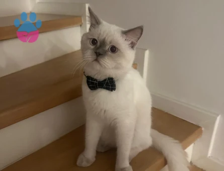 Scottish Straight Oğlumuza eş arıyoruz.