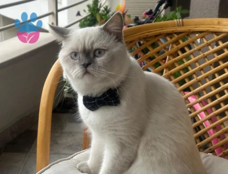 Scottish Straight Oğlumuza eş arıyoruz.