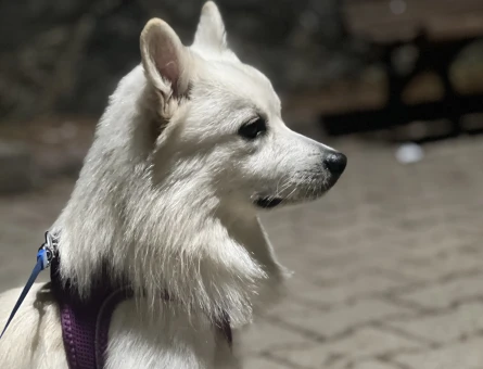 Japon spitz erkeğime dişi eş aranıyor - 118973069
