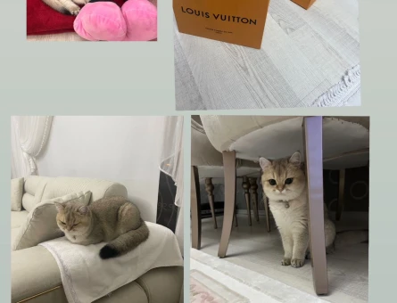 british shorthair golden point - 118973072