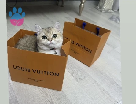 british shorthair golden point