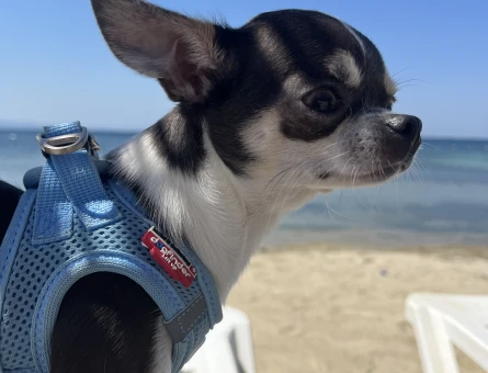 ERKEK CHIHUAHUA 2 KG ELMA KAFA - 118973077
