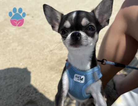 ERKEK CHIHUAHUA 2 KG ELMA KAFA