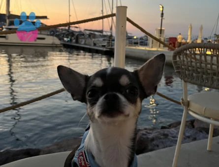 ERKEK CHIHUAHUA 2 KG ELMA KAFA