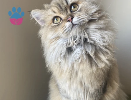 10 Aylık Erkek British Golden Longhair kedim kızgınlıkta acil eş arıyorum