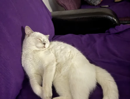 British kedi - 118973082