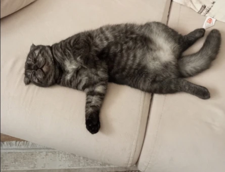 Scottish Fold Kızımıza Eş Arıyoruz - 118973083