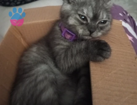 Scottish Fold Kızımıza Eş Arıyoruz