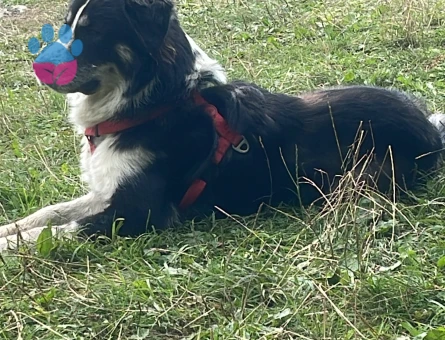 Antalya’da uygun bir dişi arıyoruz