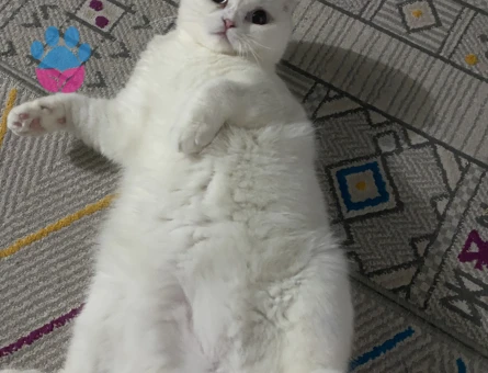 Kedim mişaya eş arıyoruz