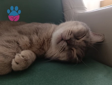 1 YAŞINDAKİ ERKEK BRİTİSH KEDİME UYGUN DİŞİ ARIYORUM