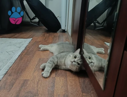 1 YAŞINDAKİ ERKEK BRİTİSH KEDİME UYGUN DİŞİ ARIYORUM