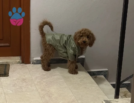 Toy Poodle Köpeğime Eş Arıyorum