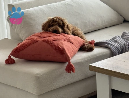 Toy Poodle Köpeğime Eş Arıyorum