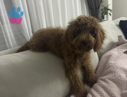 Toy Poodle Köpeğime Eş Arıyorum