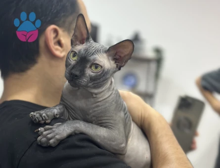 Sfenks Kedime Eş Arıyorum