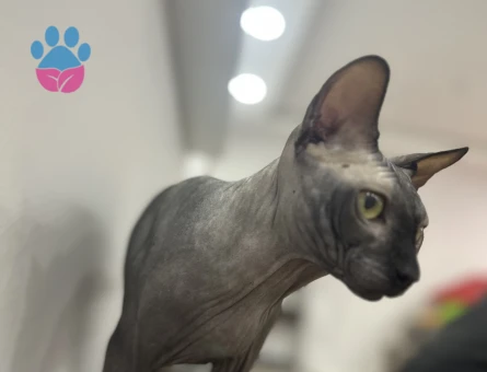 Sfenks Kedime Eş Arıyorum