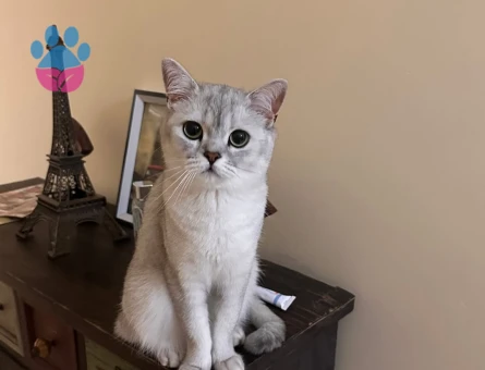 British Shorthair Kızımıza Eş Arıyoruz