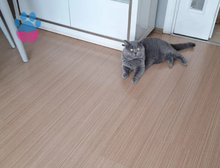 British Longhair 3 Yaşında Eş Arıyor