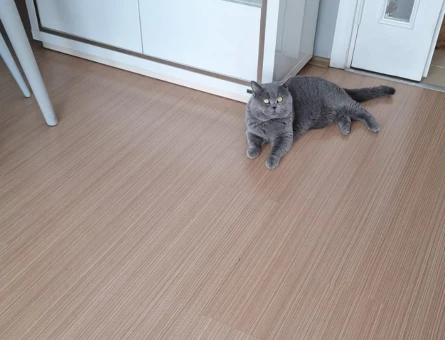 British Longhair 3 Yaşında Eş Arıyor - 118980955