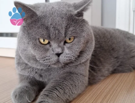 British Longhair 3 Yaşında Eş Arıyor