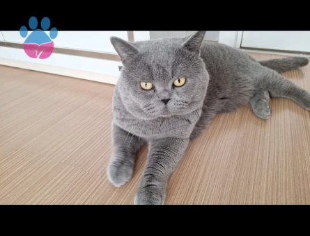 British Longhair 3 Yaşında Eş Arıyor