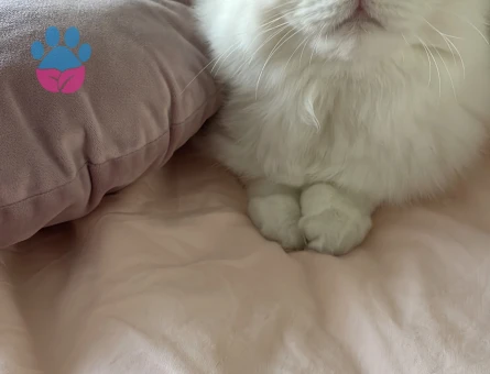 British Longhair Oğlumuza Eş Arıyoruz