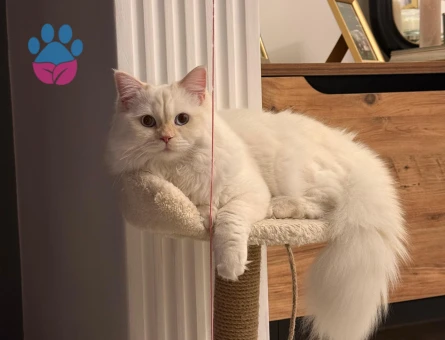 British Longhair Oğlumuza Eş Arıyoruz