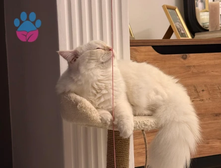 British Longhair Oğlumuza Eş Arıyoruz