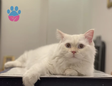 British Longhair Oğlumuza Eş Arıyoruz