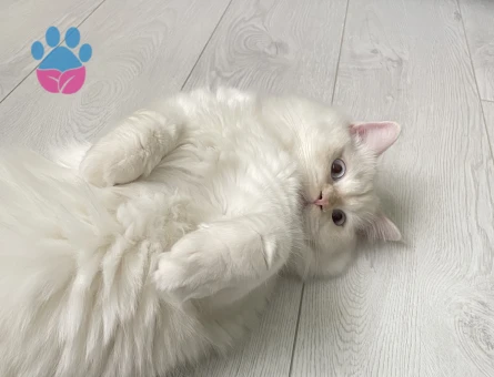 British Longhair Oğlumuza Eş Arıyoruz