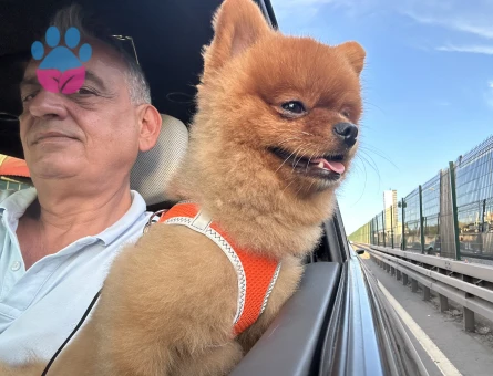 Yakışıklı oğluma eş arıyorum