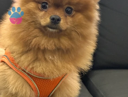 Yakışıklı oğluma eş arıyorum