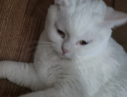 British Shorthair Pamuk Eş Arıyor - 118980961