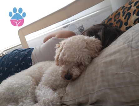 Toy Poodle 2 Yaşında Eş Arıyorum