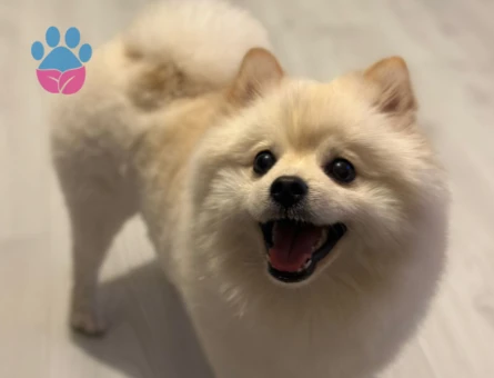 Rus ırklı Pomerian Boo 1 Yaşında Eş Arıyor