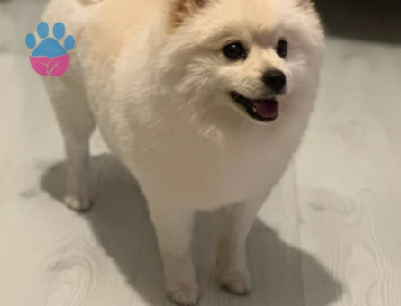 Rus ırklı Pomerian Boo 1 Yaşında Eş Arıyor
