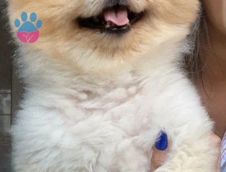 Pomeranian