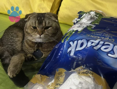 9 aylık tecrübesiz kedime eş arıyorum