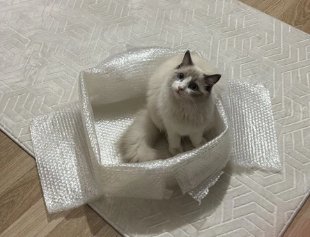Ragdoll Dişi Kedime Eş Arıyorum 11 Aylık - 118973889