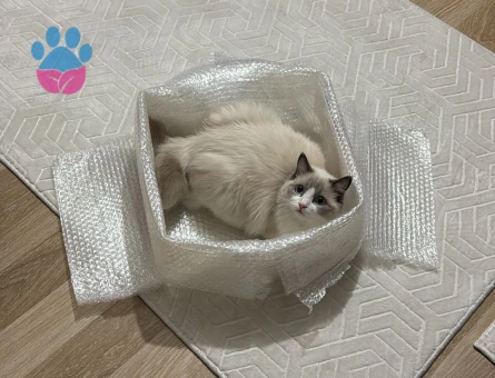 Ragdoll Dişi Kedime Eş Arıyorum 11 Aylık