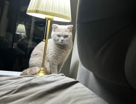 Scottish Fold Kedimize Eş Arıyoruz - 118973890