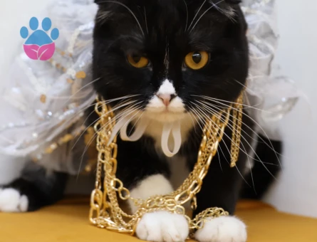 British dişi kedimize eş arıyoruz