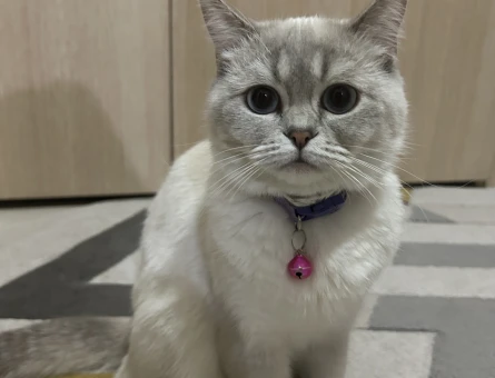 Dişi kedimize erkek eş arıyoruz British Shorthair - 118973896