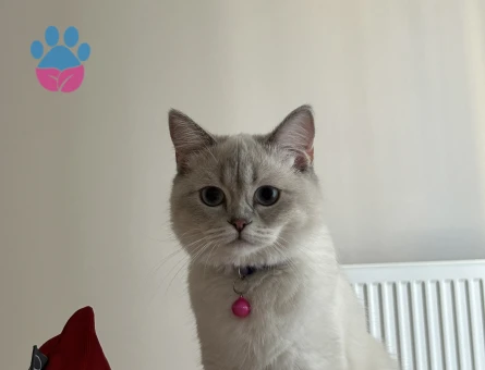Dişi kedimize erkek eş arıyoruz British Shorthair