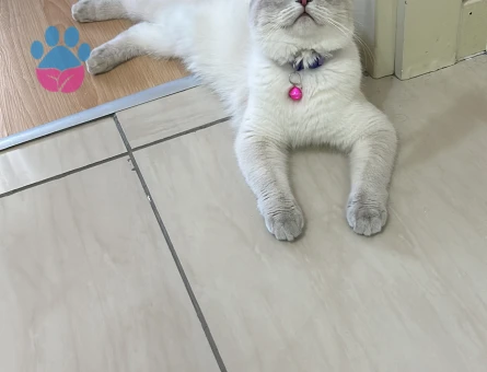 Dişi kedimize erkek eş arıyoruz British Shorthair