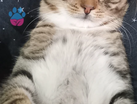 10 11 Aylık erkek Tekir